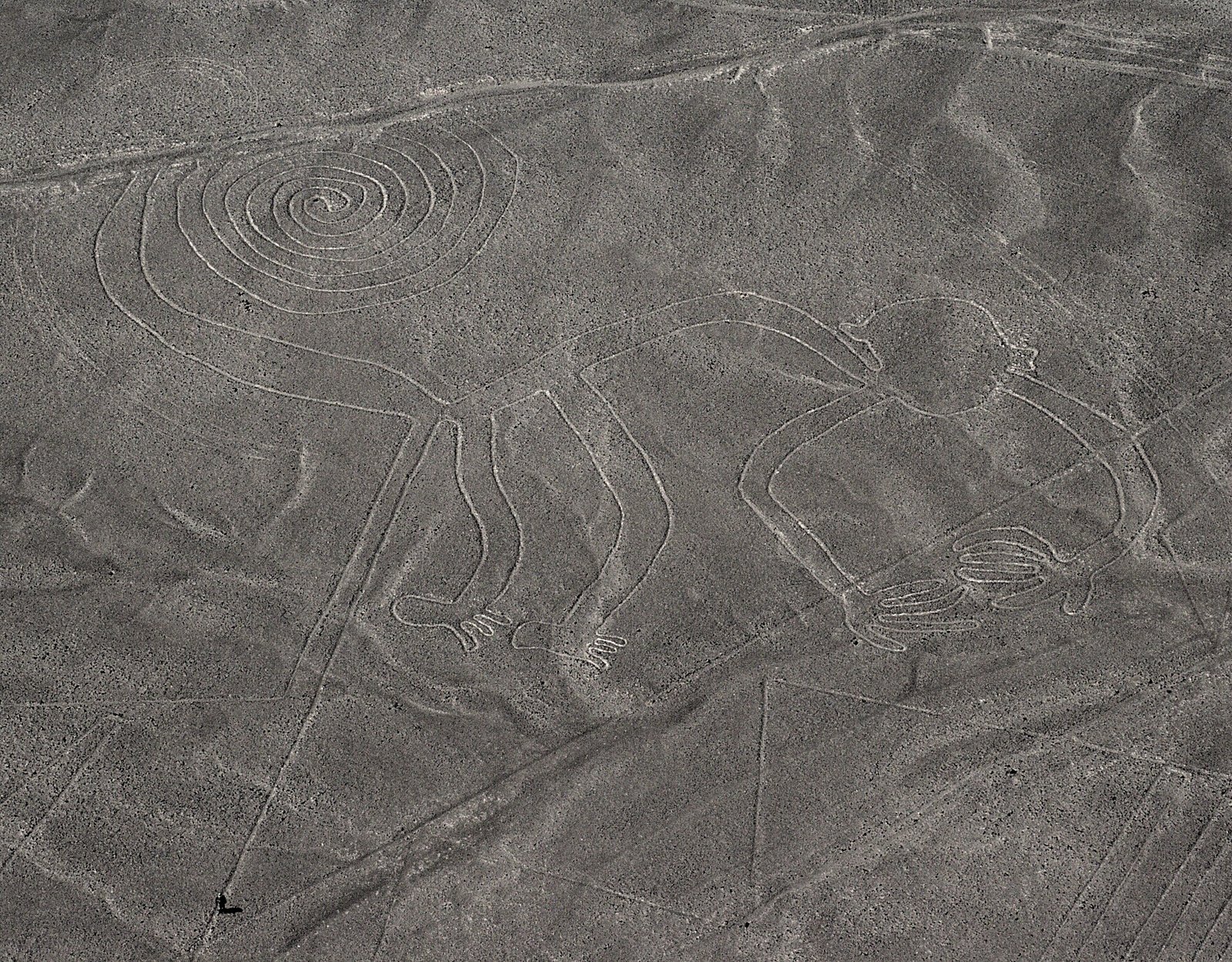 Geoglifo de um macaco com cauda em espiral, visto do alto entre outras linhas no deserto.