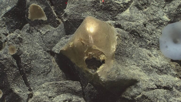 Orbe dourado: o que era a bola achada no fundo do mar do Alasca?