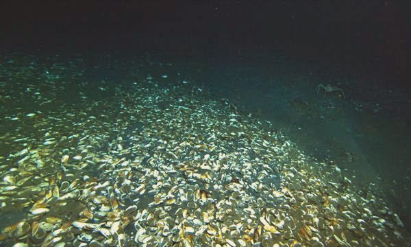 Muitos mexilhões juntos no fundo do mar, na beira de uma poça de salmoura.